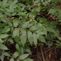 Rubus sumatranus Miq.